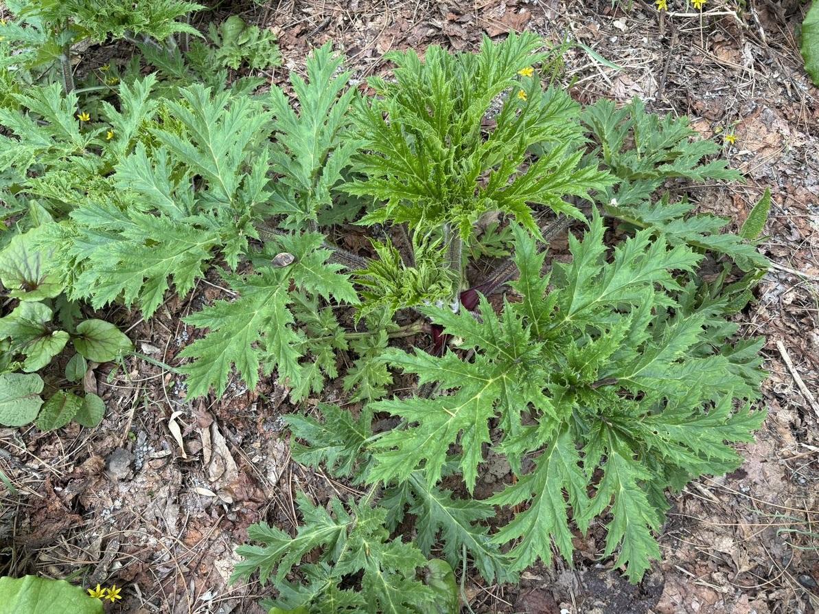 川崎映貼出在北海道大學校園發現的疑似大豕草。(互聯網)