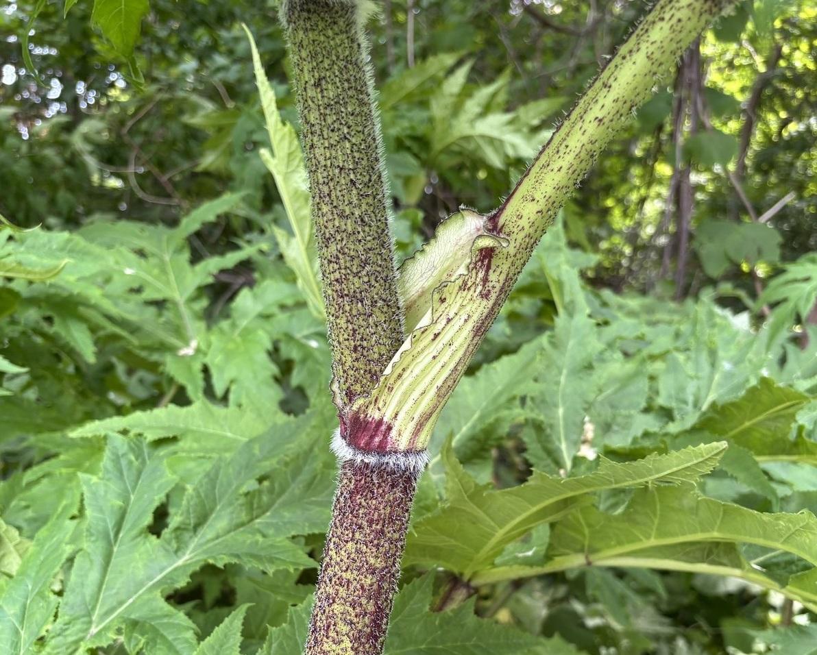 川崎映貼出在北海道大學校園發現的疑似大豕草。(互聯網)