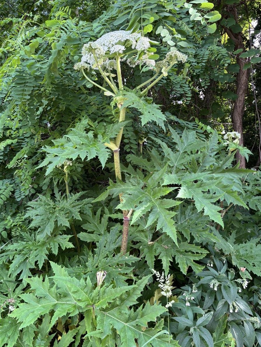 川崎映貼出在北海道大學校園發現的疑似大豕草。(互聯網)