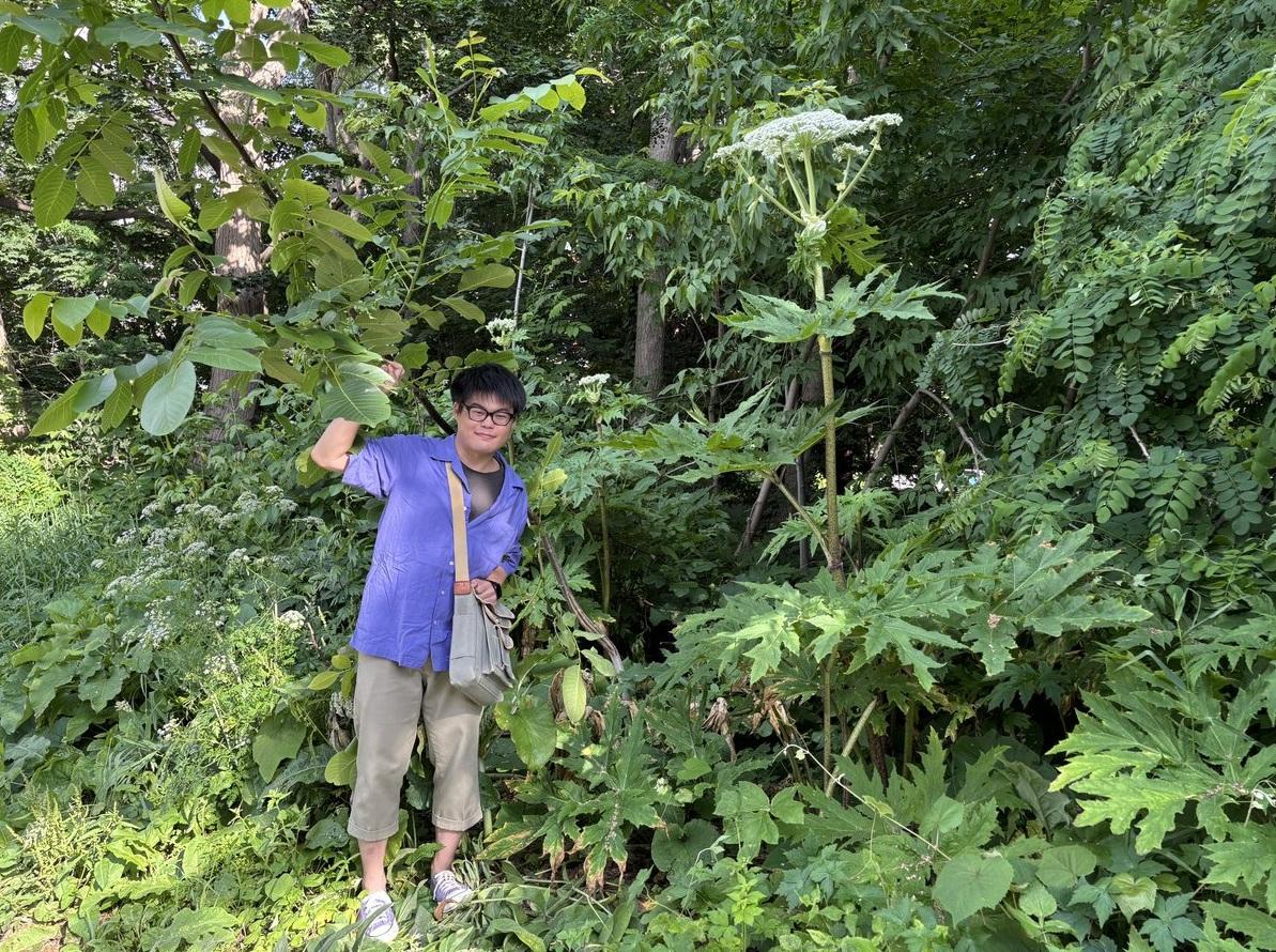 川崎映站在疑似大豕草旁,對比其高度。(互聯網)