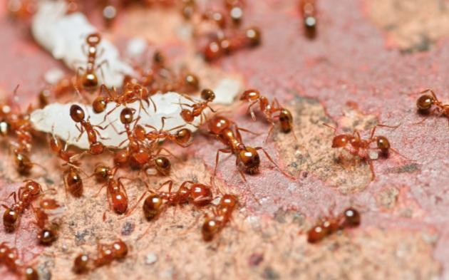 紅火蟻是原產南美洲的外來物種,毒性甚強,一旦被咬,嚴重者恐致命。(互聯網)