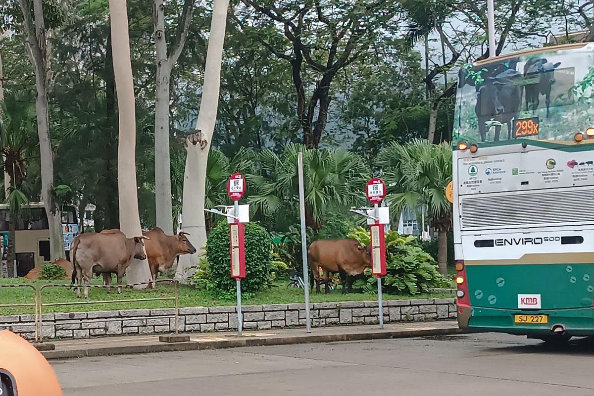 西貢市中心巴士總站都有牛隻蹤影。(網民LR Voith@FB群組「是日快快-巴士即日相 」)