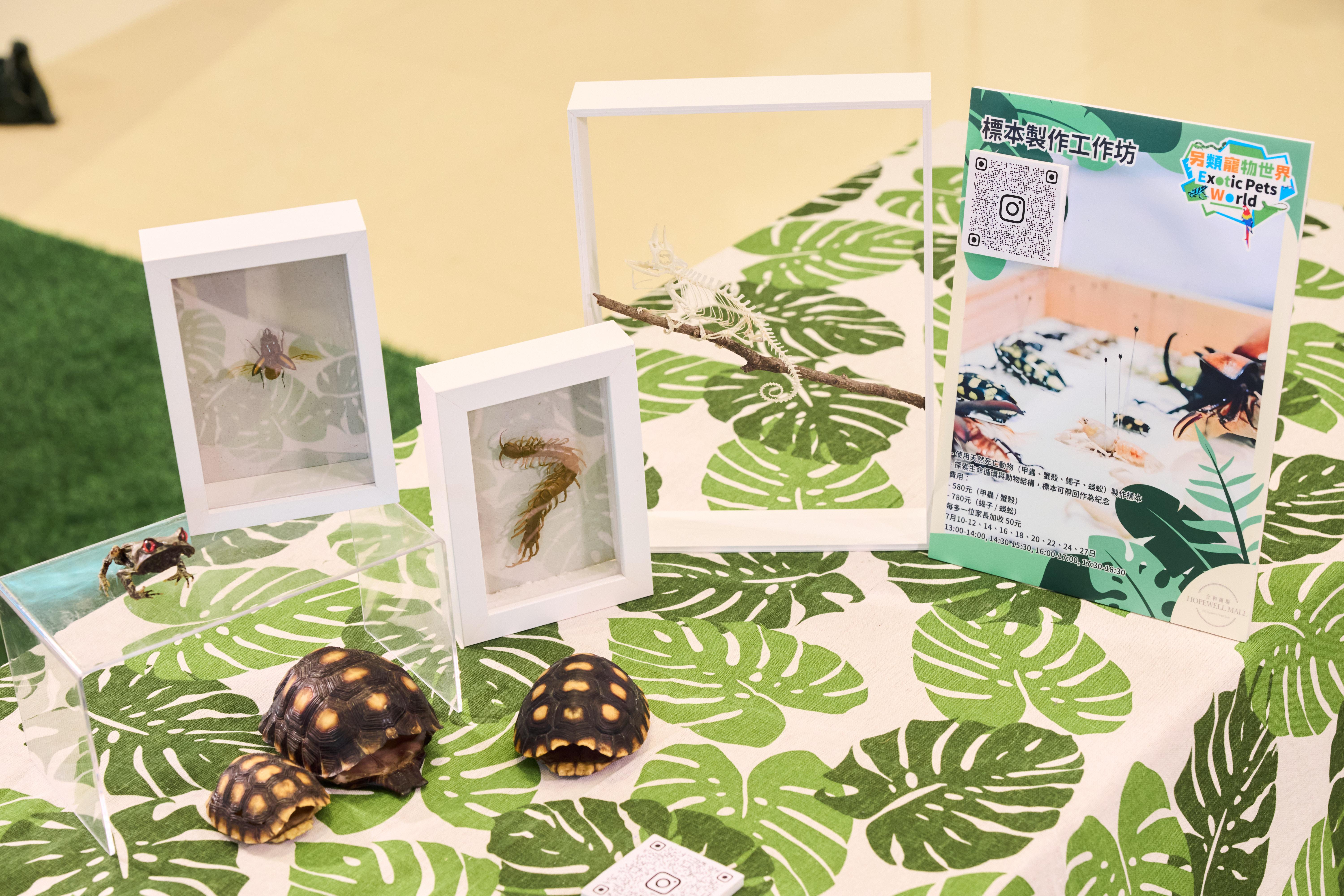 五大「親子工作坊」及主題市集 - 「標本製作工作坊」