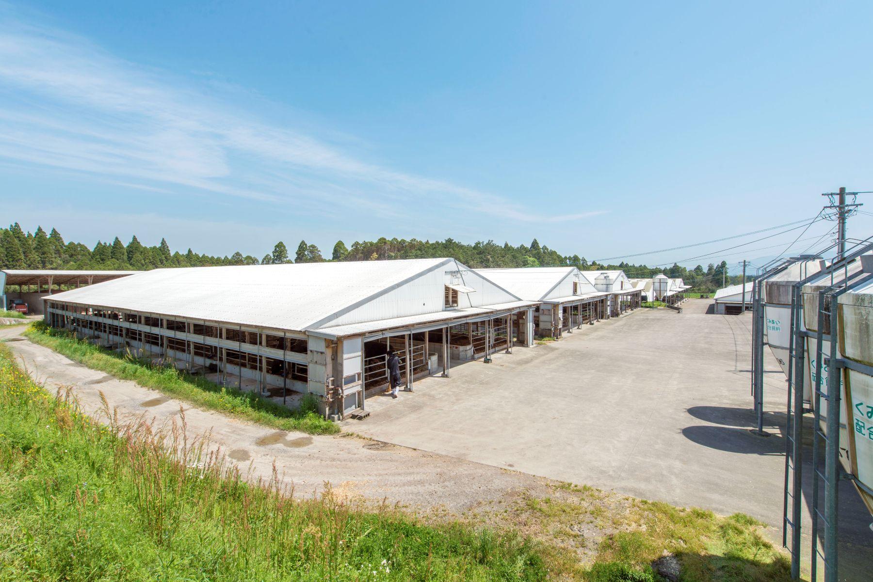 「宮崎肉本舖」引入全港獨家A5宮崎桜花牛。