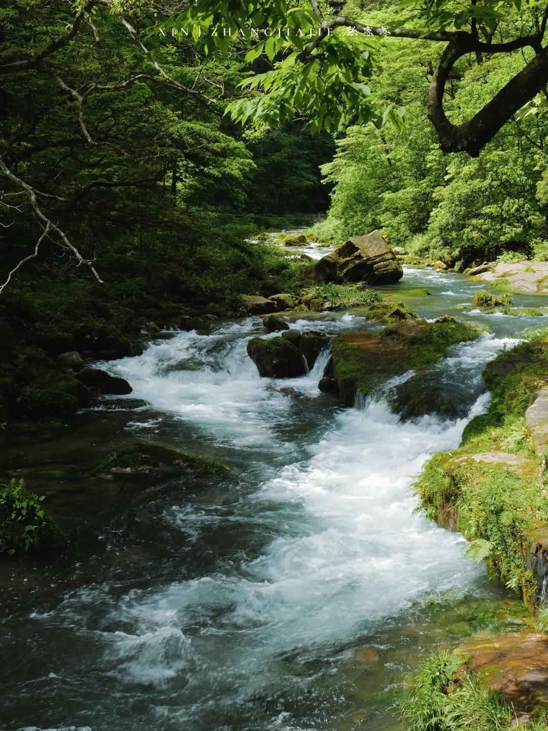 金鞭溪内,珙桐、楠木等古樹盤根錯節,溪水潺潺流動,綠意盎然,如置身綠野仙蹤世界之中。(圖片來源:小紅書)