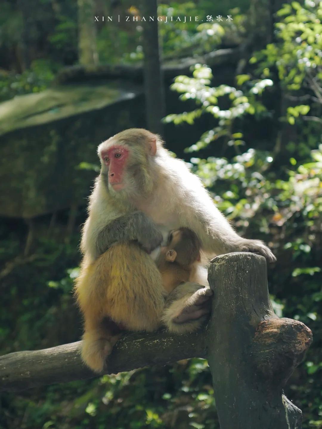 沿着金鞭溪邊的紅砂岩棧道步行,幸運的話,還能邂逅毛茸茸的野生獼猴。(圖片來源:小紅書)
