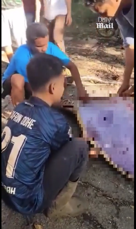 8.5米長蟒蛇肚脹脹 村民剖腹挖出失蹤男村民(有片慎入)