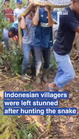 8.5米長蟒蛇肚脹脹 村民剖腹挖出失蹤男村民(有片慎入)