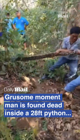 8.5米長蟒蛇肚脹脹 村民剖腹挖出失蹤男村民(有片慎入)