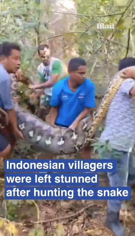 8.5米長蟒蛇肚脹脹 村民剖腹挖出失蹤男村民(有片慎入)