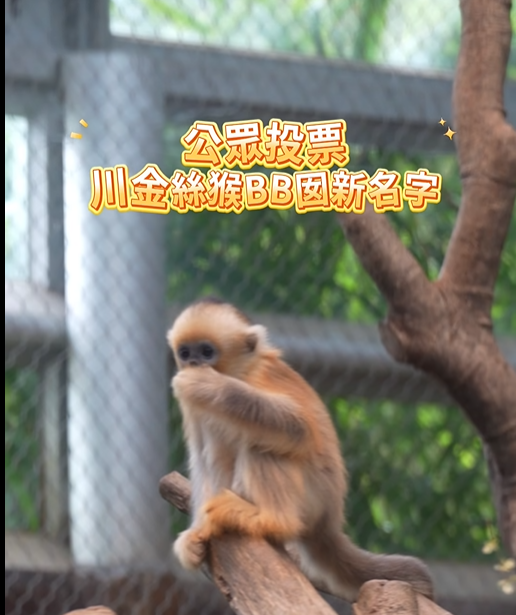 @香港海洋公園 Ocean Park Hong Kong影片截圖