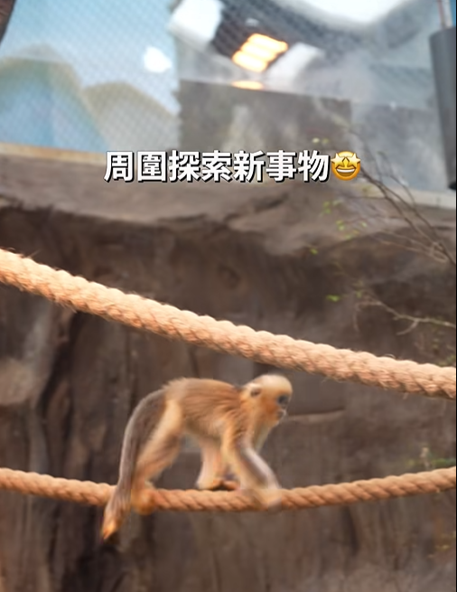 @香港海洋公園 Ocean Park Hong Kong影片截圖