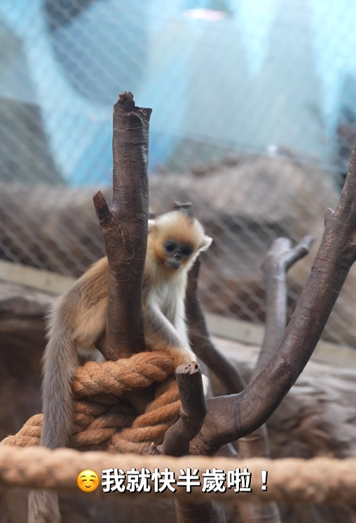 @香港海洋公園 Ocean Park Hong Kong影片截圖