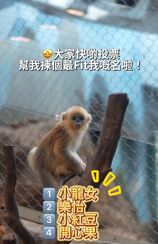 @香港海洋公園 Ocean Park Hong Kong影片截圖