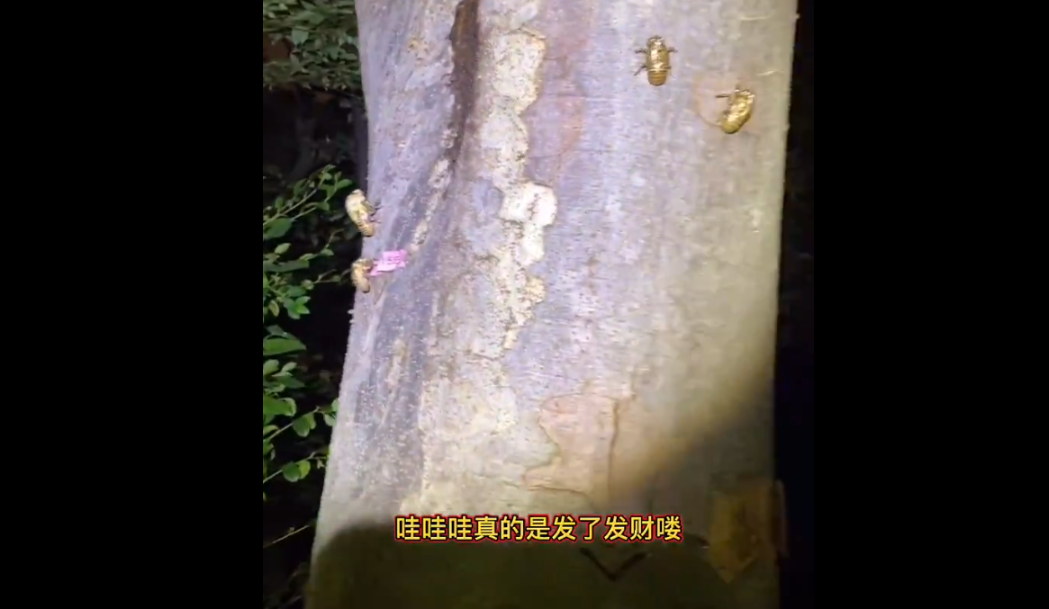 中國網民展示在日本捉蟬。(影片截圖)