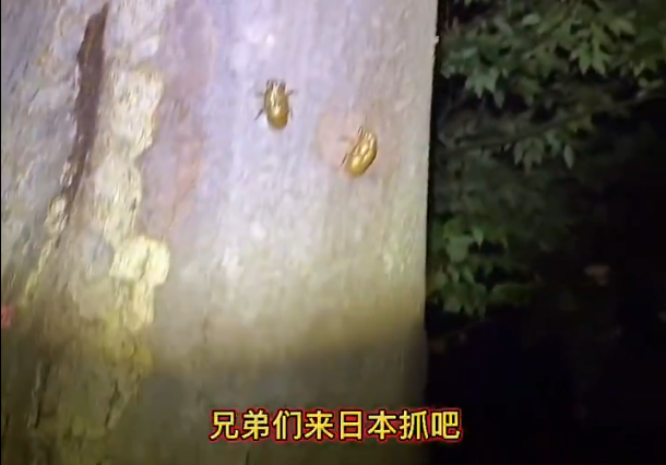 中國網民展示在日本捉蟬。(影片截圖)