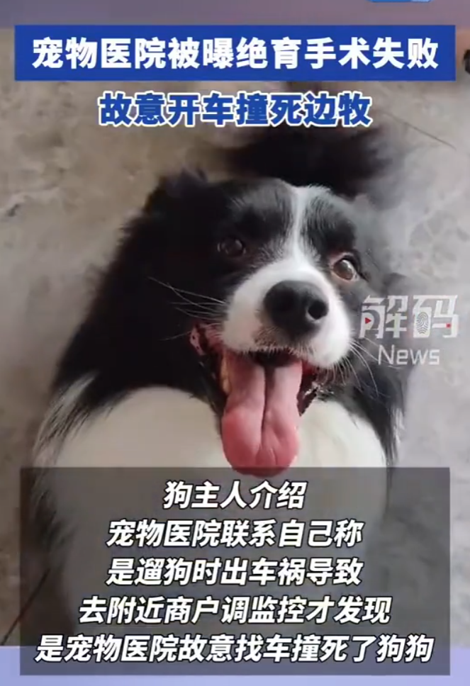 傷心欲絕的飼主向寵物醫院討說法,院方稱這隻邊牧是在遛狗時出了車禍,但飼主友人認為,邊牧會閃避來車,若過程中有繫繩,也不至於撞車身亡。