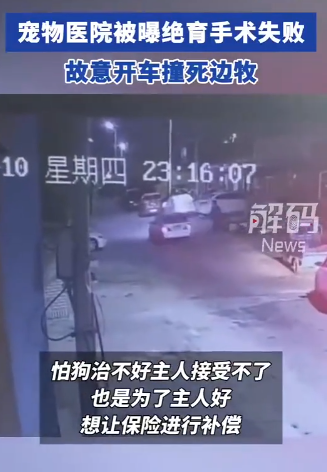 院方狡辯,那時完成邊牧的絕育手術後,發現邊牧「不行了」,擔心無法治好邊牧,於是為了飼主,他們找車撞死邊牧,希望能以保險進行賠償。