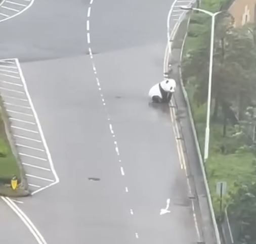 颱風韋帕|十號風球動物逃脫? 元朗有恐龍下雨狂奔 將軍澳「熊貓」將軍澳追風|網上熱話 (@Threads網上影片截圖)