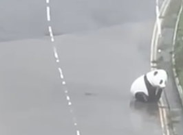 颱風韋帕|十號風球動物逃脫? 元朗有恐龍下雨狂奔 將軍澳「熊貓」將軍澳追風|網上熱話 (@Threads網上影片截圖)