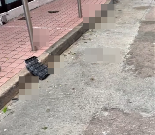 颱風韋帕|颱風下放狗 狗糞隨風而去 狗主:除左追風,就係要追屎 |網上熱話 (@threads 網上影片截圖)