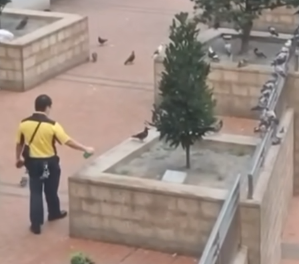 一名身穿港鐵制服的男子於坑口站B出口外,向聚集的雀鳥多次噴灑不明液體,疑在驅趕鳥群。(香港救援鳩鴿及雀鳥fb影片截圖)