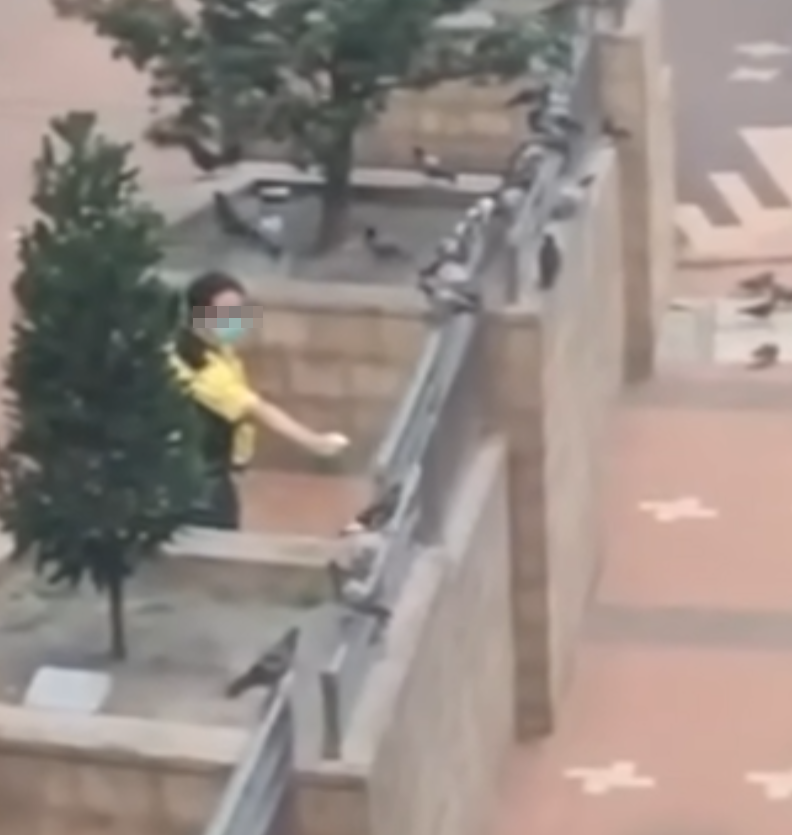 一名身穿港鐵制服的男子於坑口站B出口外,向聚集的雀鳥多次噴灑不明液體,疑在驅趕鳥群。(香港救援鳩鴿及雀鳥fb影片截圖)