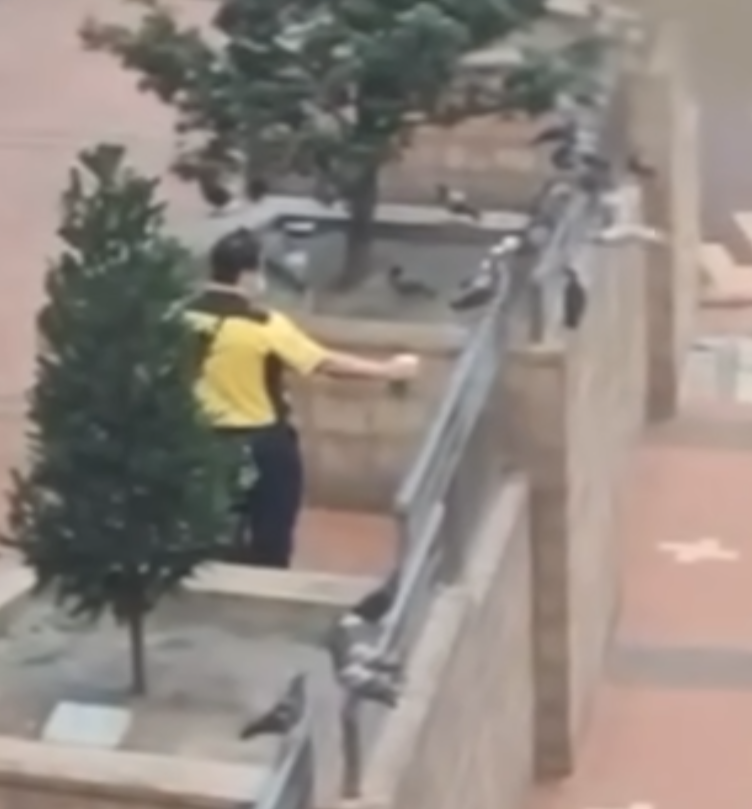 一名身穿港鐵制服的男子於坑口站B出口外,向聚集的雀鳥多次噴灑不明液體,疑在驅趕鳥群。(香港救援鳩鴿及雀鳥fb影片截圖)