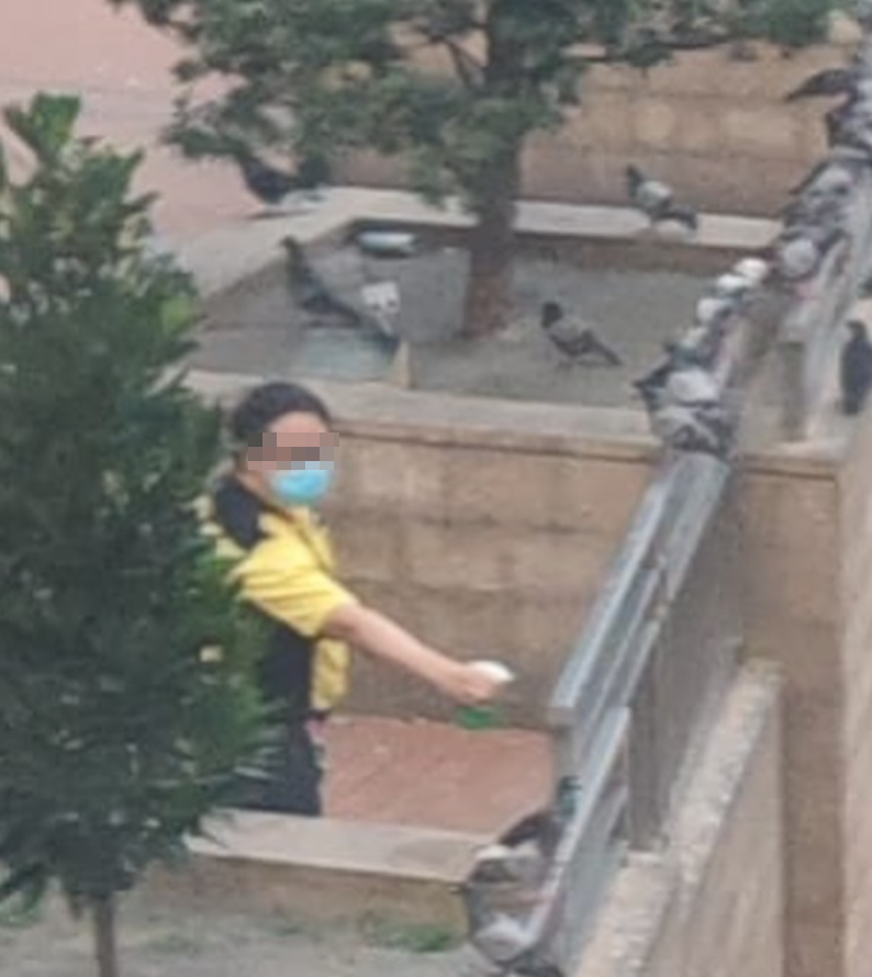 一名身穿港鐵制服的男子於坑口站B出口外,向聚集的雀鳥多次噴灑不明液體,疑在驅趕鳥群。(香港救援鳩鴿及雀鳥fb影片截圖)