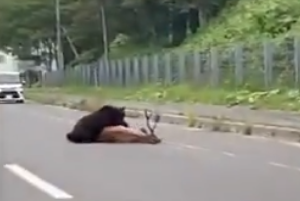 北海道棕熊路上捕獵梅花鹿。(影片截圖)