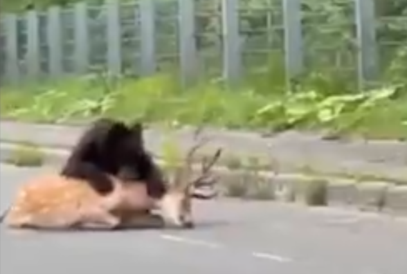 北海道棕熊路上捕獵梅花鹿。(影片截圖)
