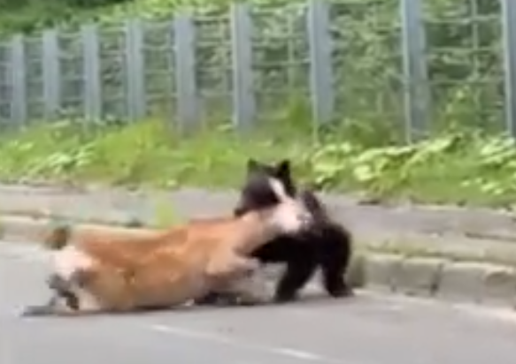 北海道棕熊路上捕獵梅花鹿。(影片截圖)