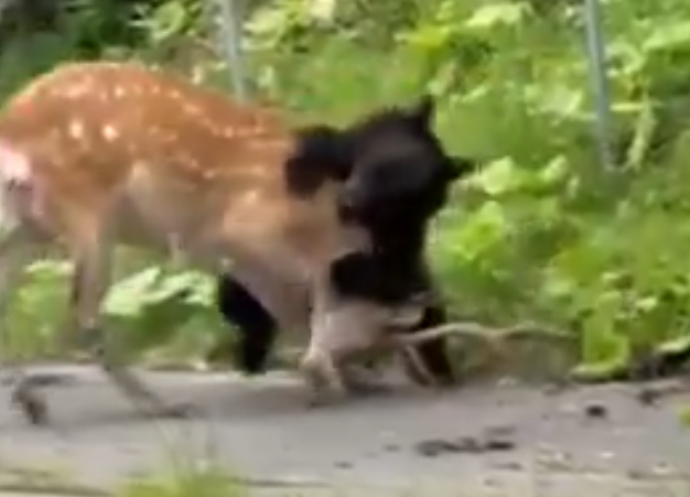 北海道棕熊路上捕獵梅花鹿。(影片截圖)