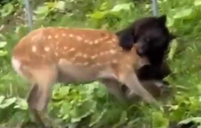 北海道棕熊路上捕獵梅花鹿。(影片截圖)