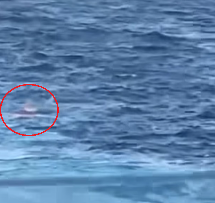 今次事件發生前數天,船上一名職員刺傷女同事後跳海身亡(紅圈)。(互聯網)