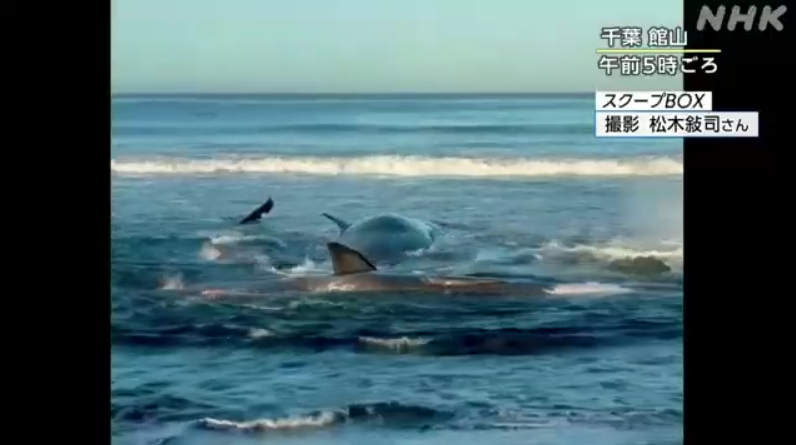 俄羅斯地震|日本海嘯4頭鯨魚沖上岸片瘋傳,警方澄清早已擱淺。(互聯網)