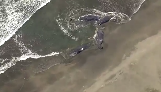 俄羅斯地震|日本海嘯4頭鯨魚沖上岸片瘋傳,警方澄清早已擱淺。(互聯網)