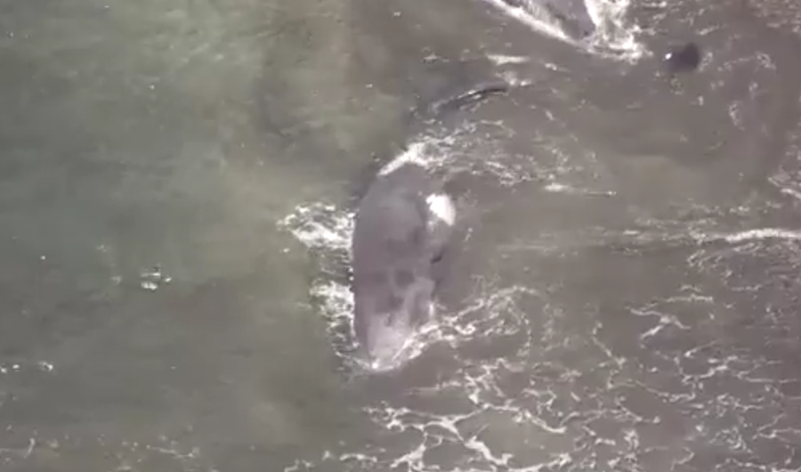 俄羅斯地震|日本海嘯4頭鯨魚沖上岸片瘋傳,警方澄清早已擱淺。(互聯網)