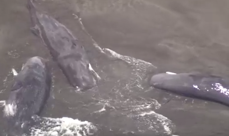 俄羅斯地震|日本海嘯4頭鯨魚沖上岸片瘋傳,警方澄清早已擱淺。(互聯網)