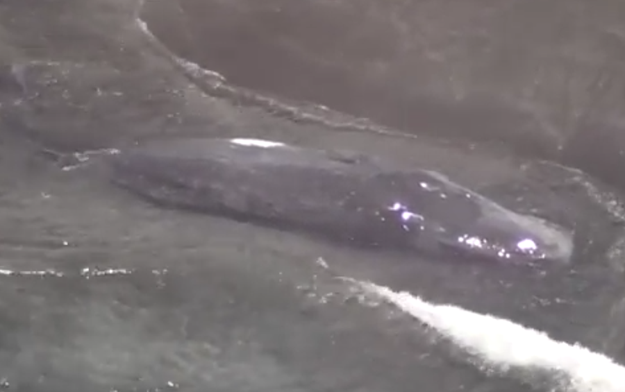 俄羅斯地震|日本海嘯4頭鯨魚沖上岸片瘋傳,警方澄清早已擱淺。(互聯網)