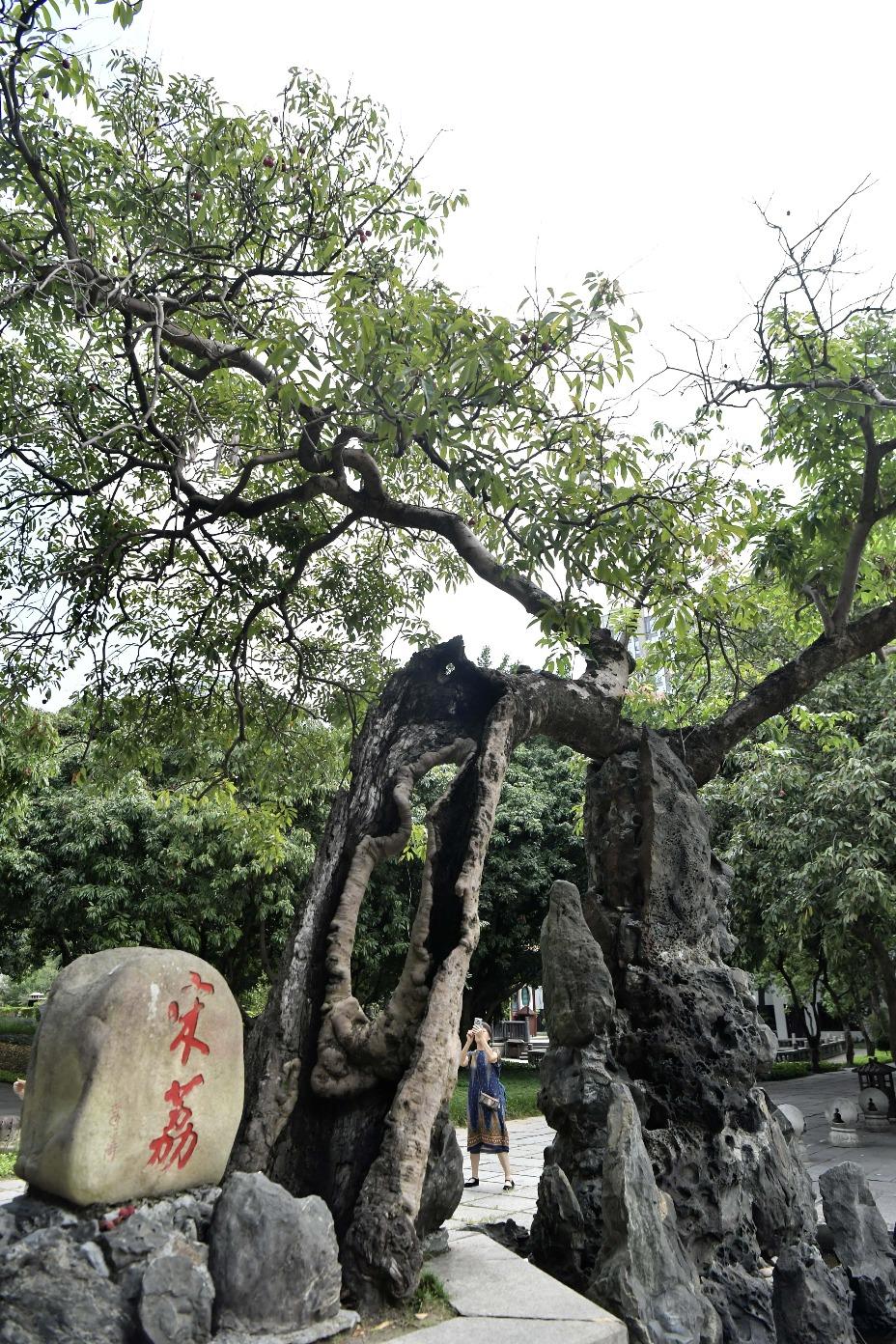西禪寺報恩塔下,樹幹中空、僅存皮層的「宋荔」。(圖片來源:視覺中國)