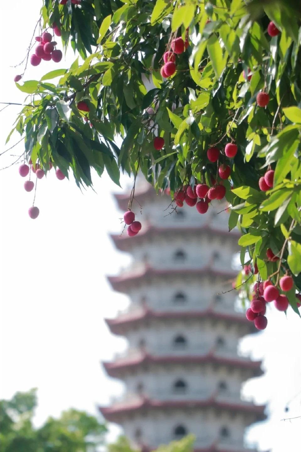 通過現代技術驗證,西禪寺宋荔的糖度維持在18-20%,與宋代文獻記載差異微小,具重要生態遺傳價值。(圖片來源: 尖叫的黄油台芒@小紅書)