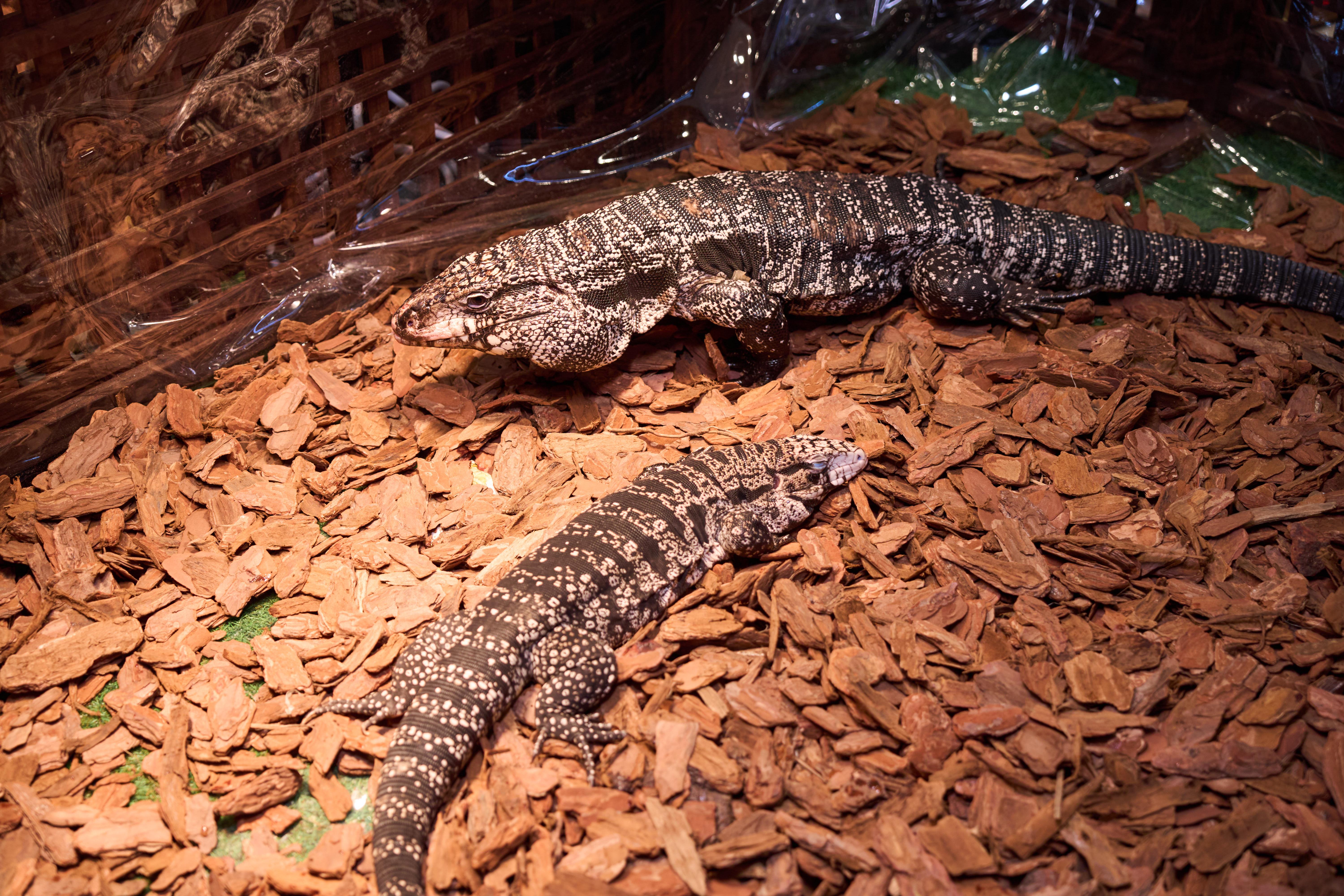 阿根廷黑白泰加