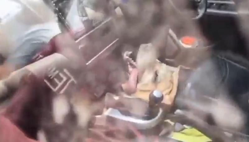狗狗被留車廂曝曬痛苦伸脷哀鳴,途人撬門救出惜太遲。(X)