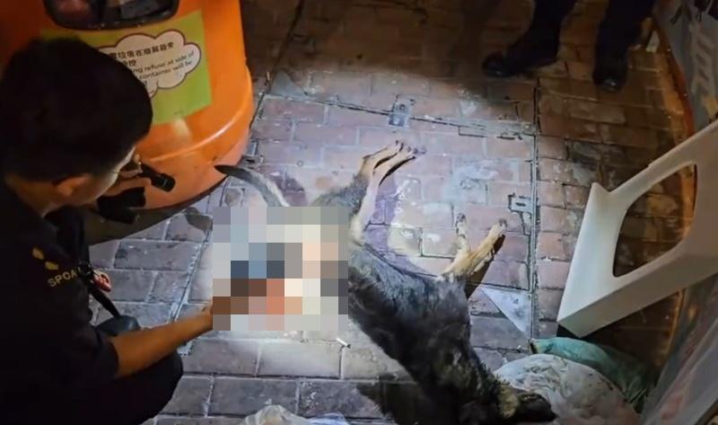 深水埗受傷唐狗失救倒斃街頭,警循血跡上門拘男飼主。(網上截圖)