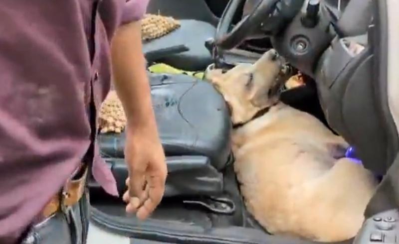 狗狗已奄奄一息。(X)