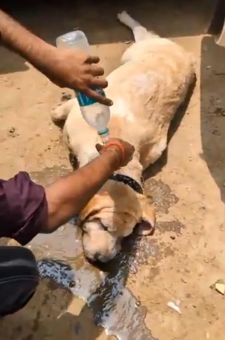 有人立即將牠抱出車廂、向牠淋水降溫。(X)