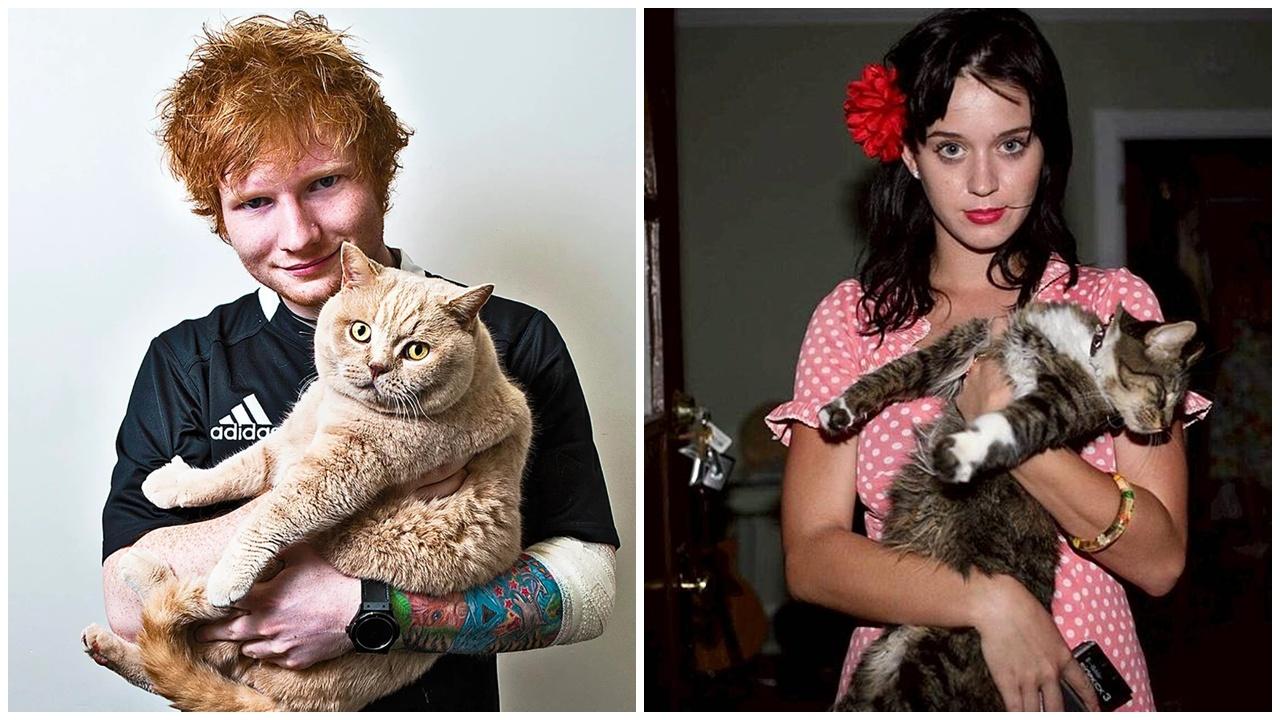 Ed Sheeran與Katy Perry亦是貓奴。(X)