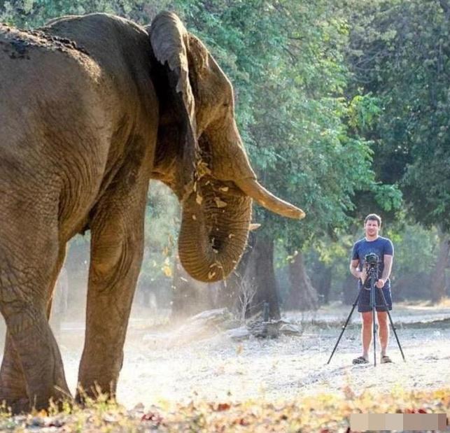 據員工描述,FC Conradie對大象和大自然懷有深厚的熱情,經常外出拍攝大象。(X)