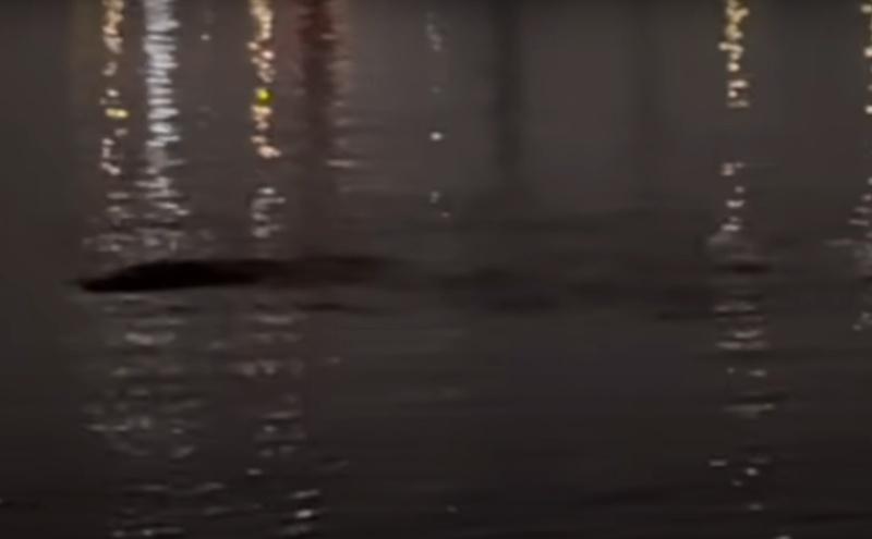 「정담 스토리」形容黑影至少有6米長,最多可能達到10米,而且似乎有2隻。(YouTube)